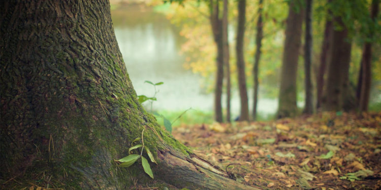 In sicurezza con i sensori di TreeVoice