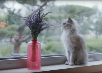 Incendio in casa? Lancia un vaso!