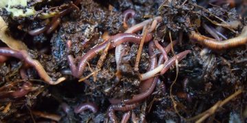 Una risorsa dagli scarti: ecco il progetto Prisma