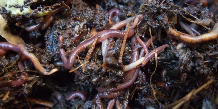 Una risorsa dagli scarti: ecco il progetto Prisma