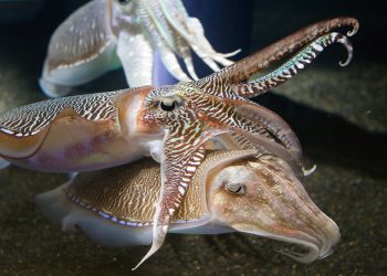 Dai cefalopodi, i vestiti per i più freddolosi
