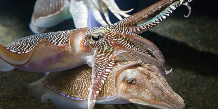 Dai cefalopodi, i vestiti per i più freddolosi