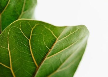 syngas gas pulito foglie il brevetto