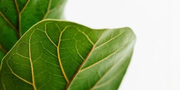 syngas gas pulito foglie il brevetto