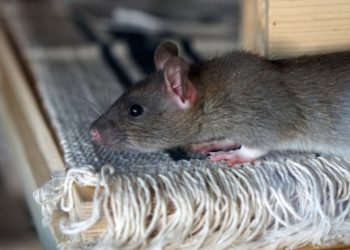 Ratti che giocano a nascondino? Grazie alla ricerca oggi è possibile