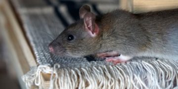 Ratti che giocano a nascondino? Grazie alla ricerca oggi è possibile