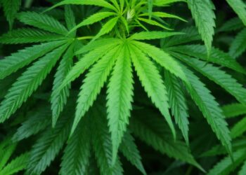 La cannabis potrebbe curare o prevenire il Covid-19