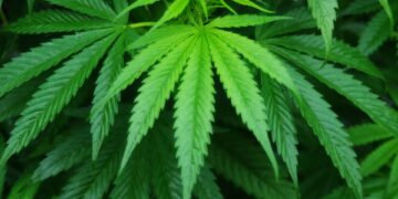 La cannabis potrebbe curare o prevenire il Covid-19