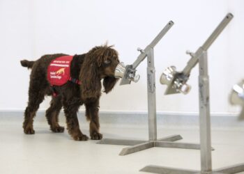 cani riconoscere coronavirus