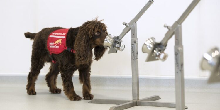 cani riconoscere coronavirus