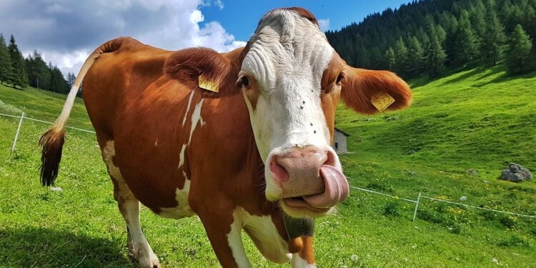 adotta mucca online