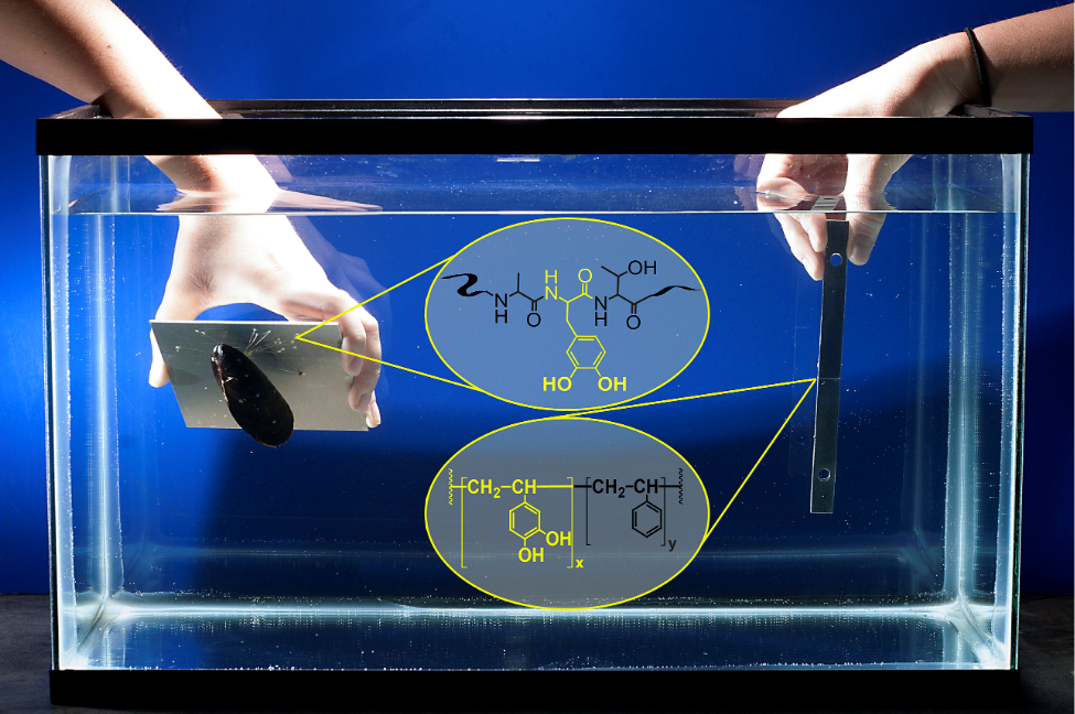 A sinistra, una cozza viva usa il suo adesivo naturale quando si attacca ad un foglio di alluminio. A destra, due pezzi di alluminio incollati insieme con il nuovo polimero biomimetico. Inoltre, vengono riportate le strutture chimiche della proteina della cozza e del polimero sintetico. (Purdue University photo/Jonathan Wilker)