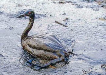 La nuova spugna intelligente separa gli oli dall’acqua