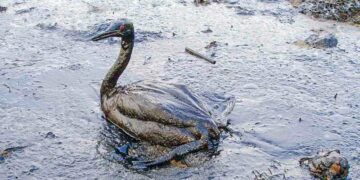 La nuova spugna intelligente separa gli oli dall’acqua