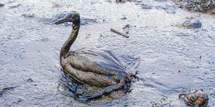 La nuova spugna intelligente separa gli oli dall’acqua