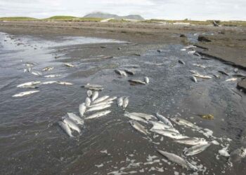 Nuova polvere che rimuove le tracce di antibiotico dalle acque