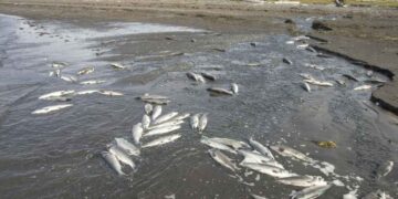 Nuova polvere che rimuove le tracce di antibiotico dalle acque