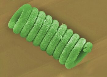 La spirulina zincata può pulire il mare e fornire energia