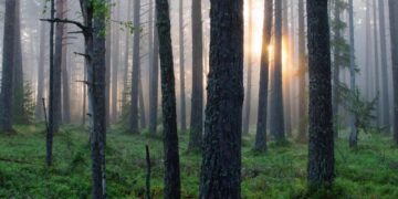 database online suoni foreste