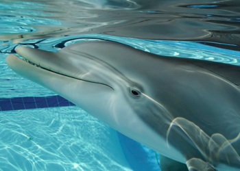 usa acquari robot delfini