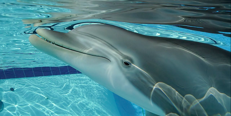 usa acquari robot delfini