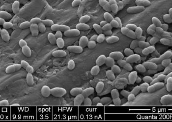 Nuovo batterio elettroattivo per il trattamento delle acque reflue