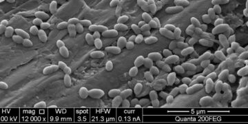 Nuovo batterio elettroattivo per il trattamento delle acque reflue