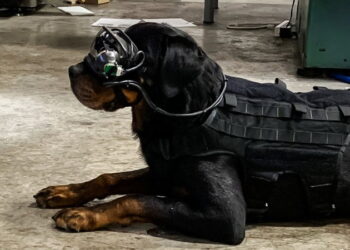 realtà aumentata cani