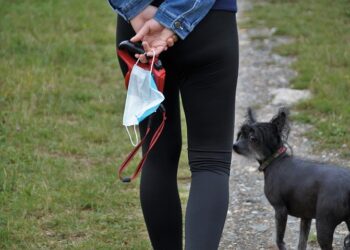 cani gatti contagiati coronavirus