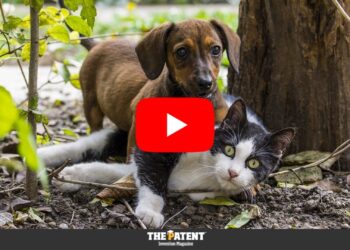 Quali sono le novità per i nostri cani e gatti?