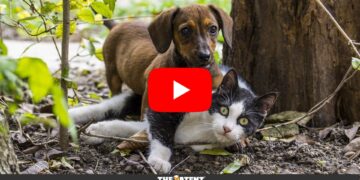 Quali sono le novità per i nostri cani e gatti?