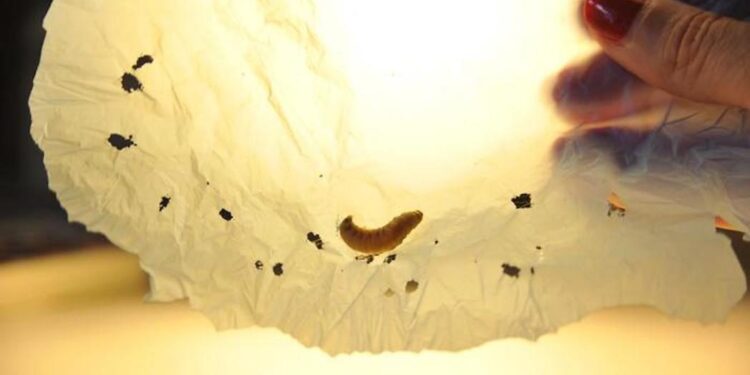 riciclare plastica falena