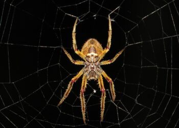 Paura dei ragni? Ecco come può aiutare la realtà aumentata