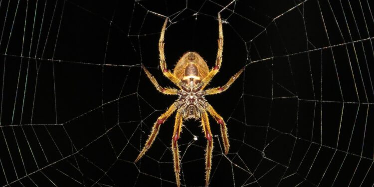 Paura dei ragni? Ecco come può aiutare la realtà aumentata